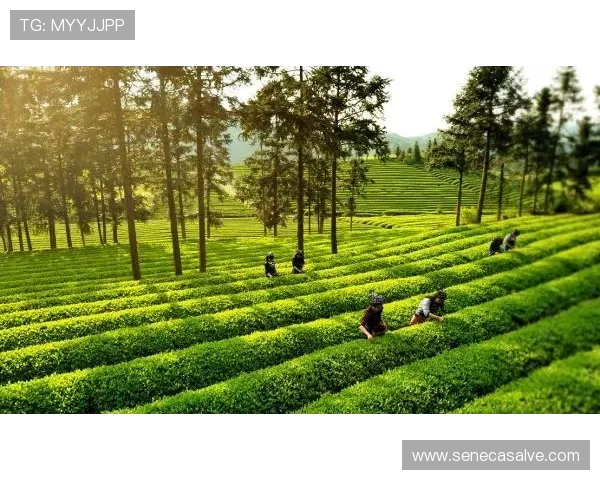凯发电子在环保节能方面的技术创新与实践经验，践行绿色发展的企业责任